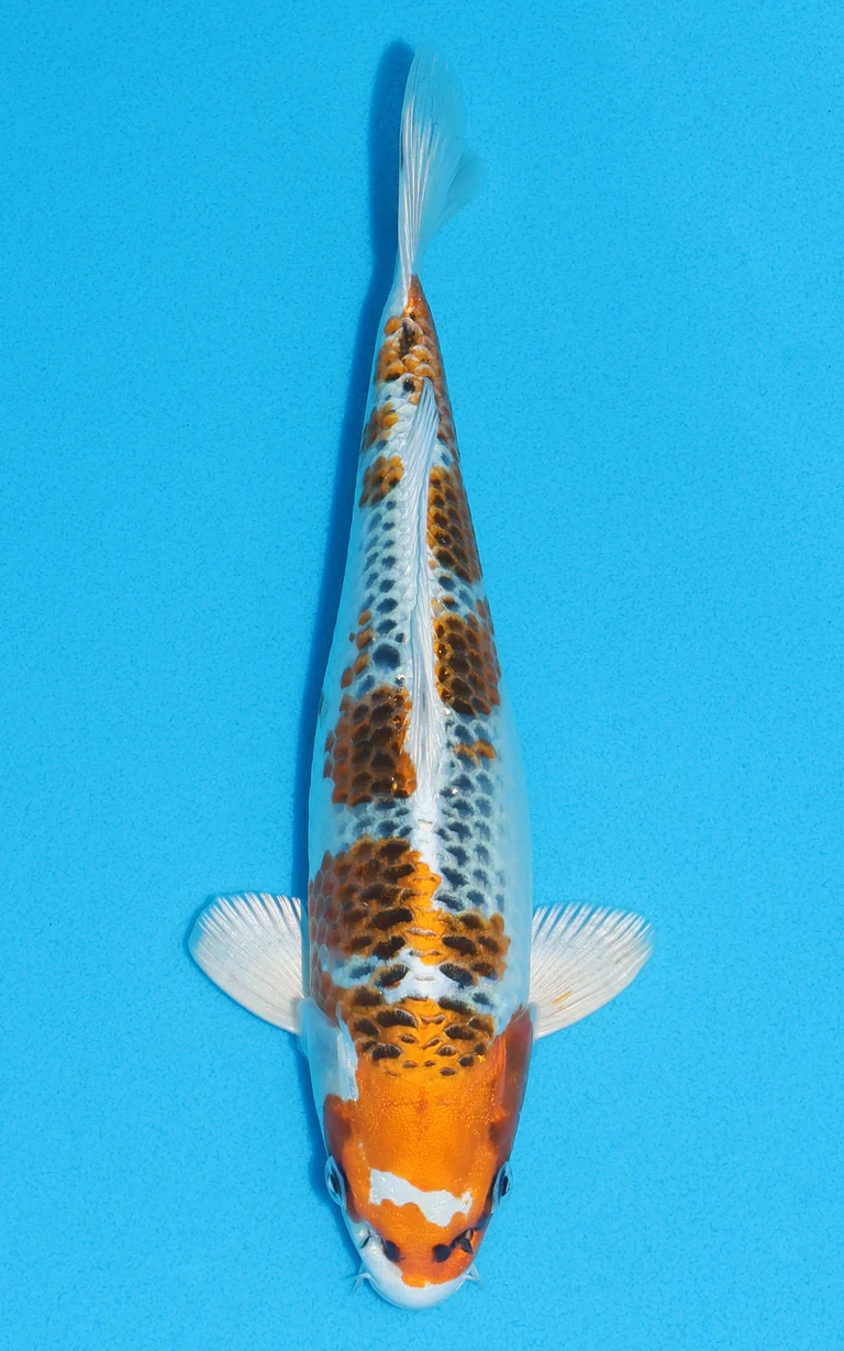 Cuttlebrook Koi Farm 