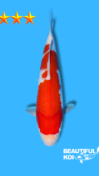 Beautiful Koi Kohaku 
