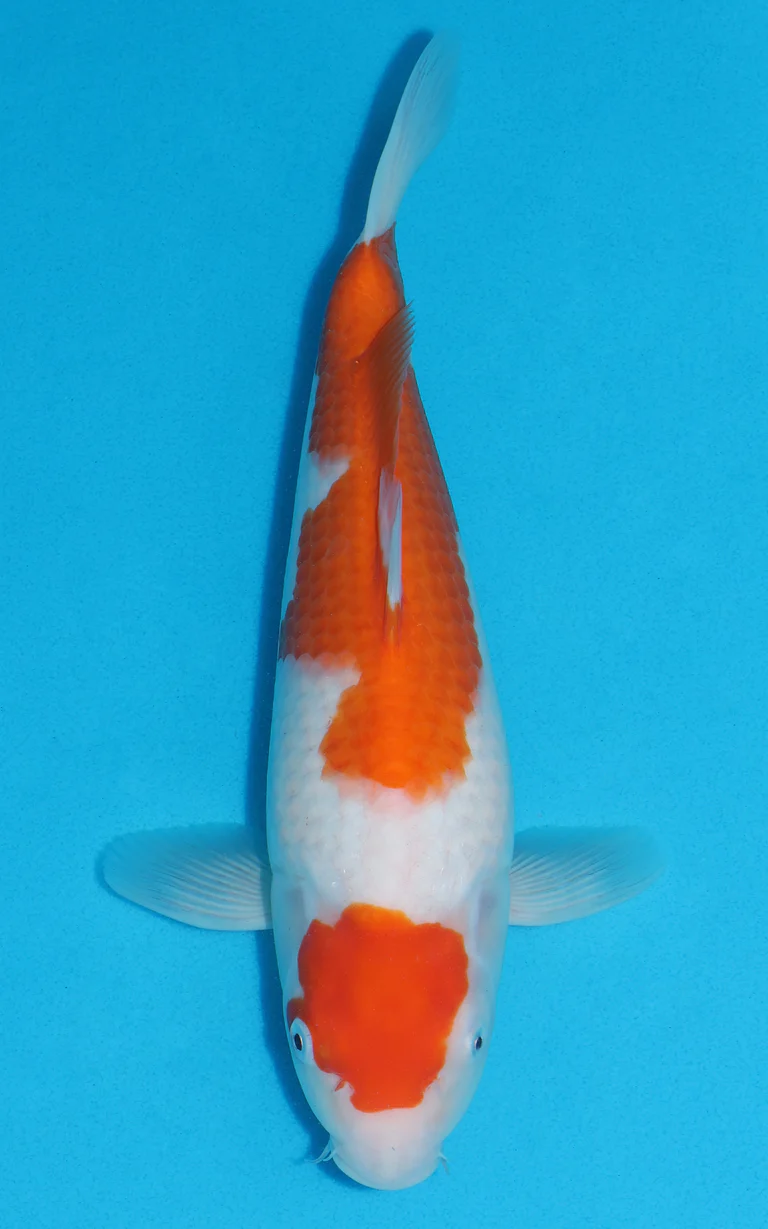 Cuttlebrook Koi Farm