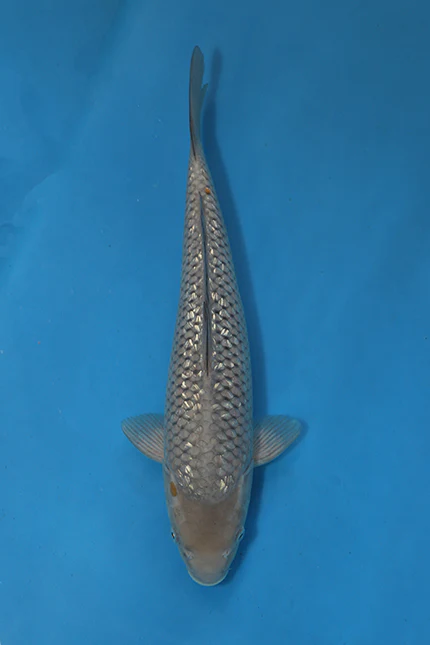 Elite Koi
