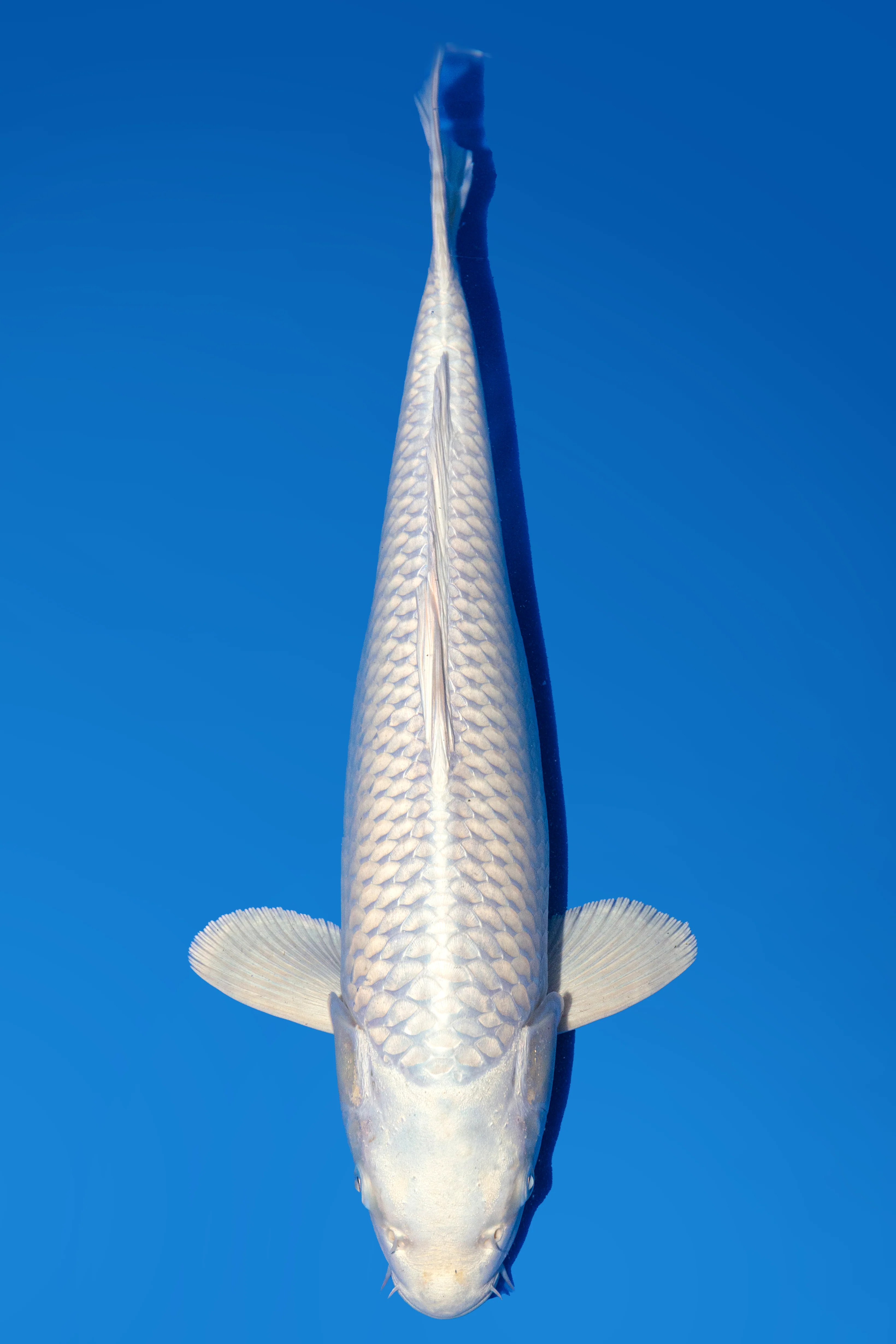 Beacon Koi - purachina 