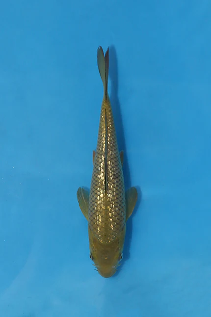 Elite Koi for sale 