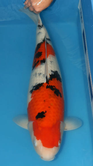 Prestige Koi - sanke 