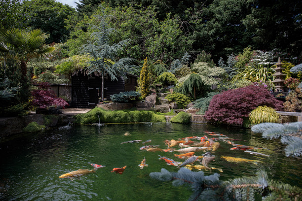 Koi Pond - Nishikigoi Magazine
