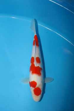 A4 Koi