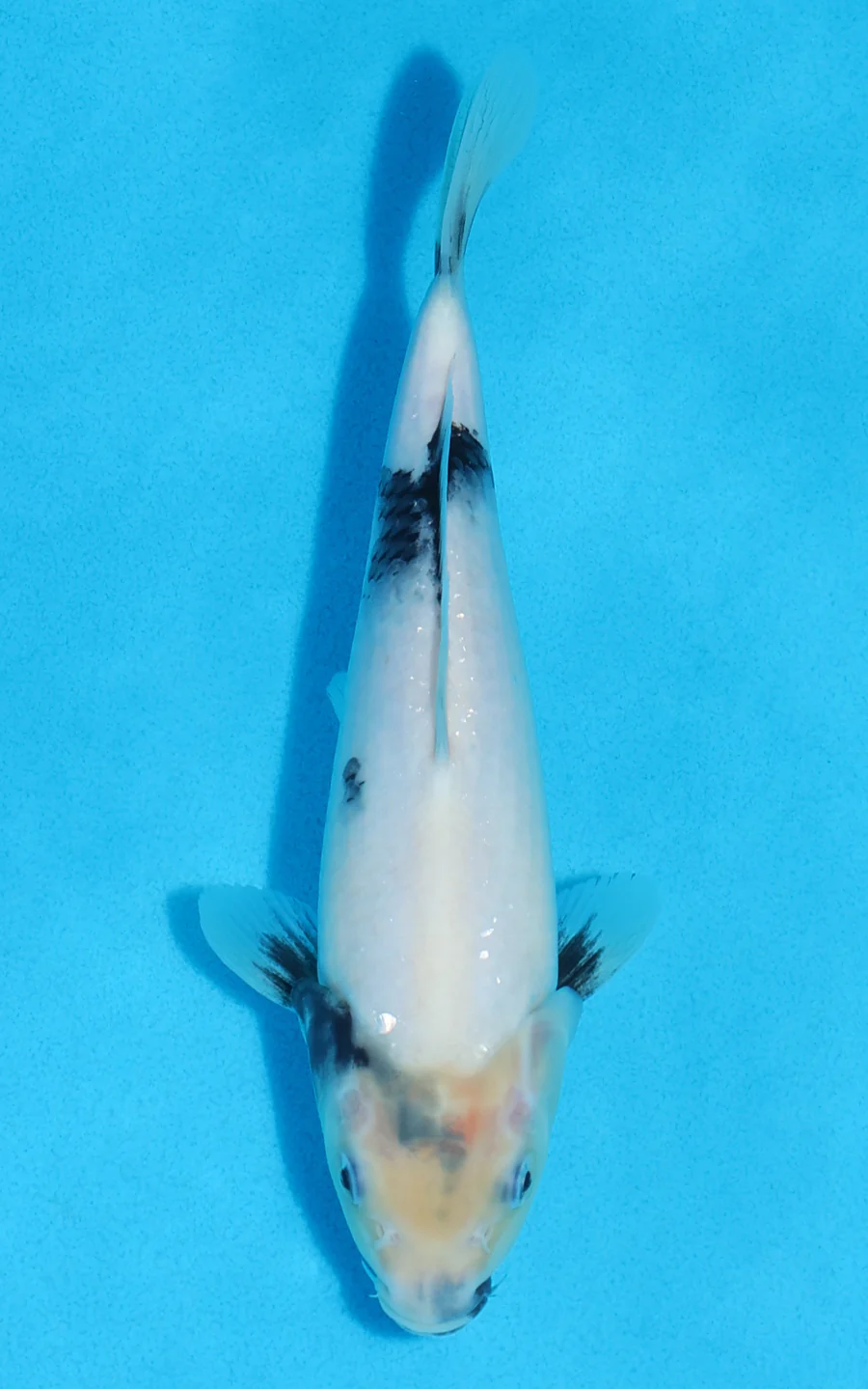 Koi for sale 