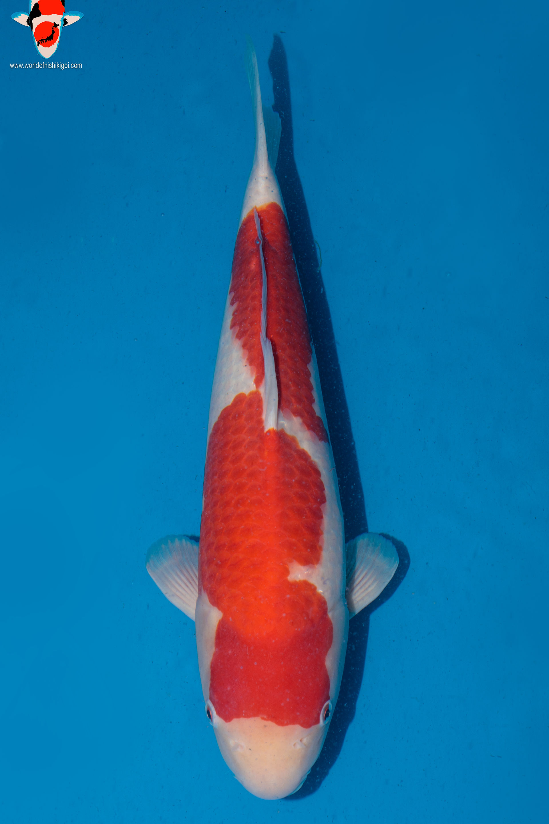 Young Champion All England Koi Show Kohaku World of Nishikigoi