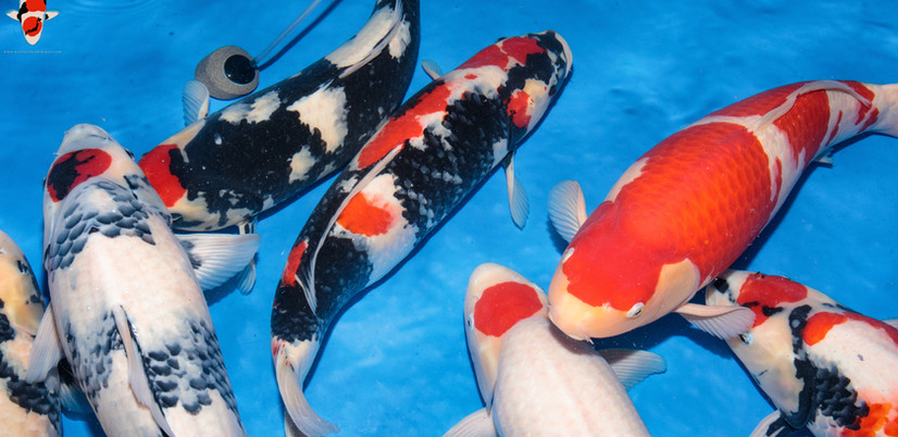 Isa Koi Farm 