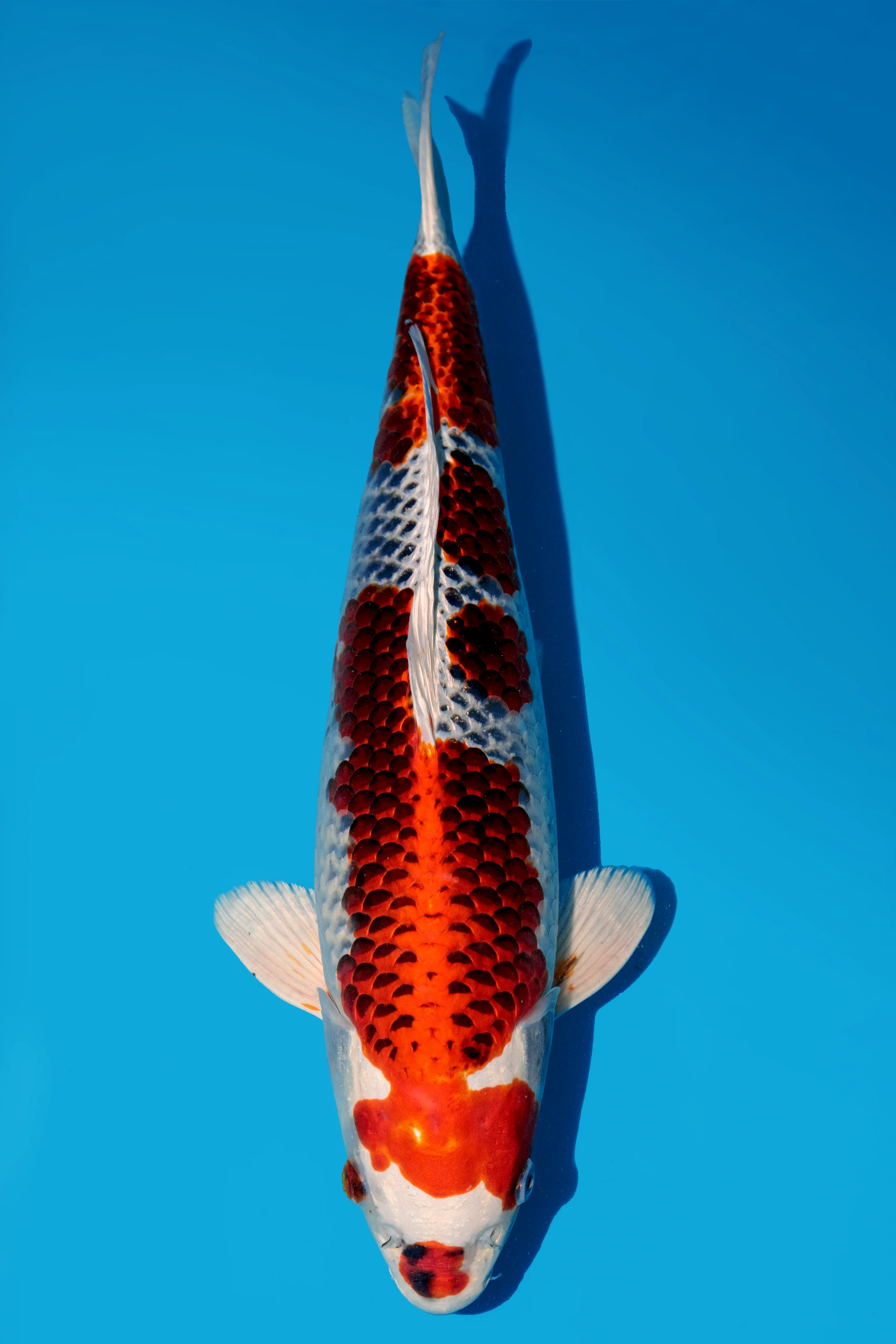 Koi for Sale 