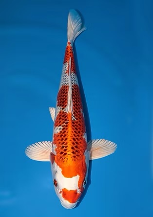 The Koi Collection