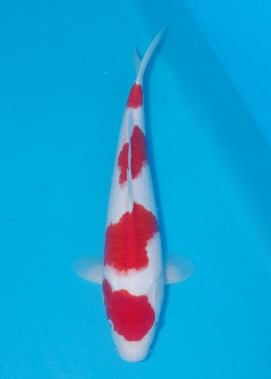 Byer Koi Farm kohaku 