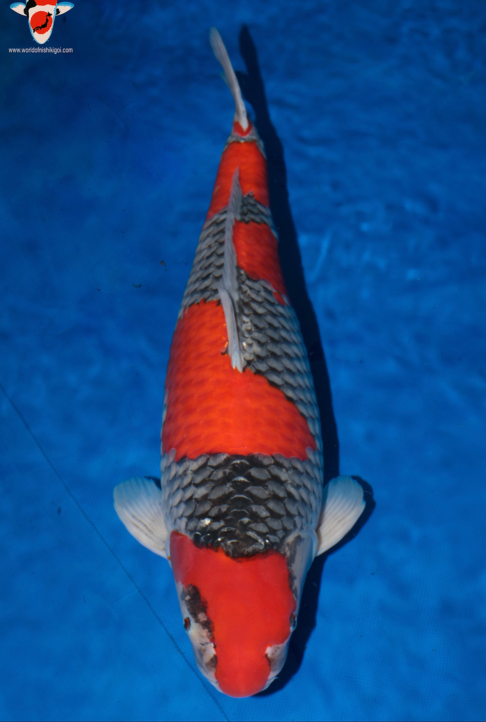 Goshiki - World of Nishikigoi - Koi