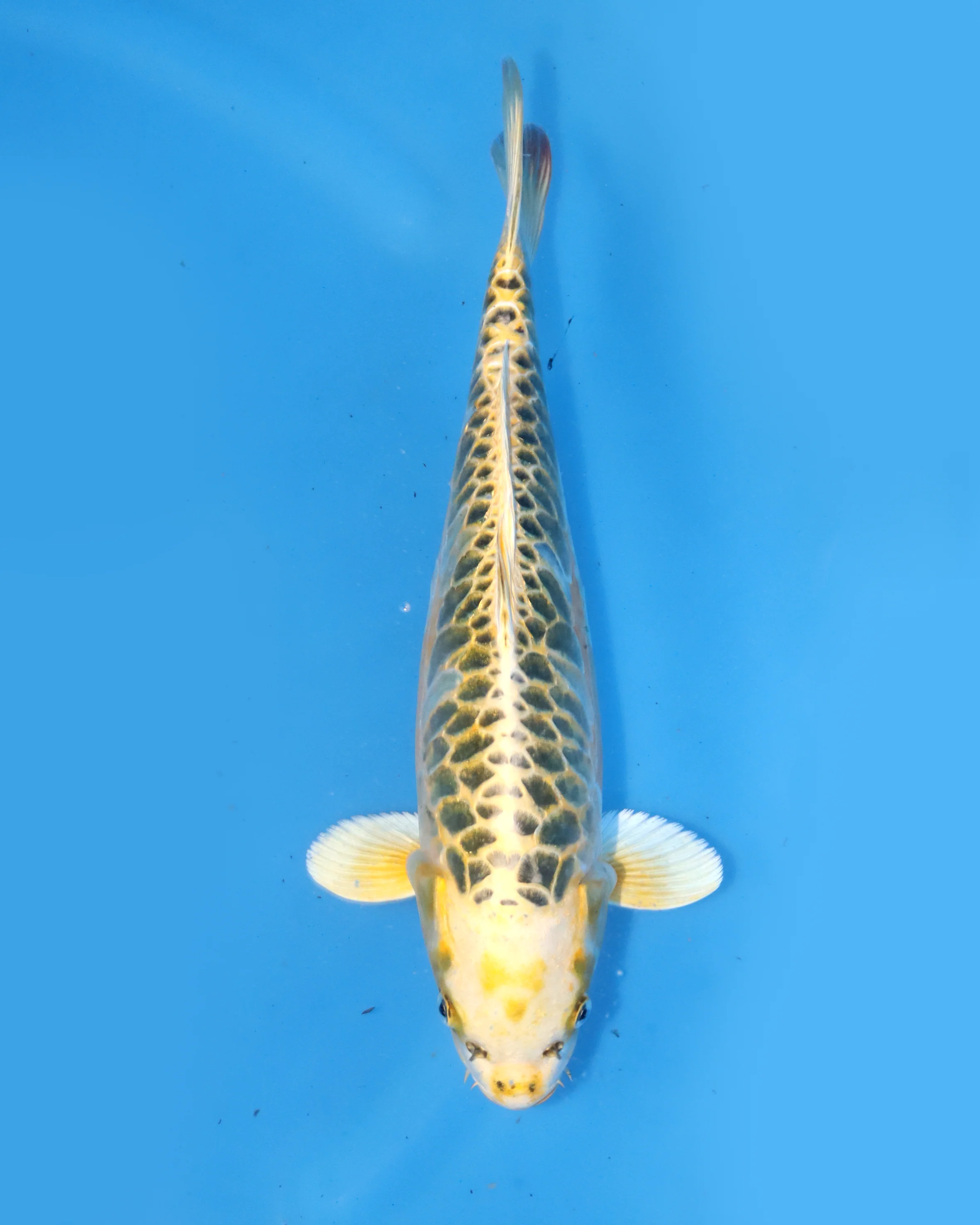 Selective Koi Sales - yellow dragon koi