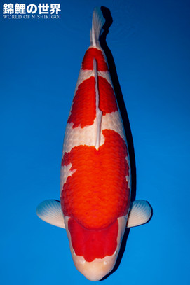 All Japan Koi Show - Koi Magazine