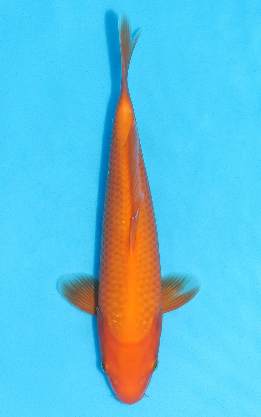 Koi for sale 
