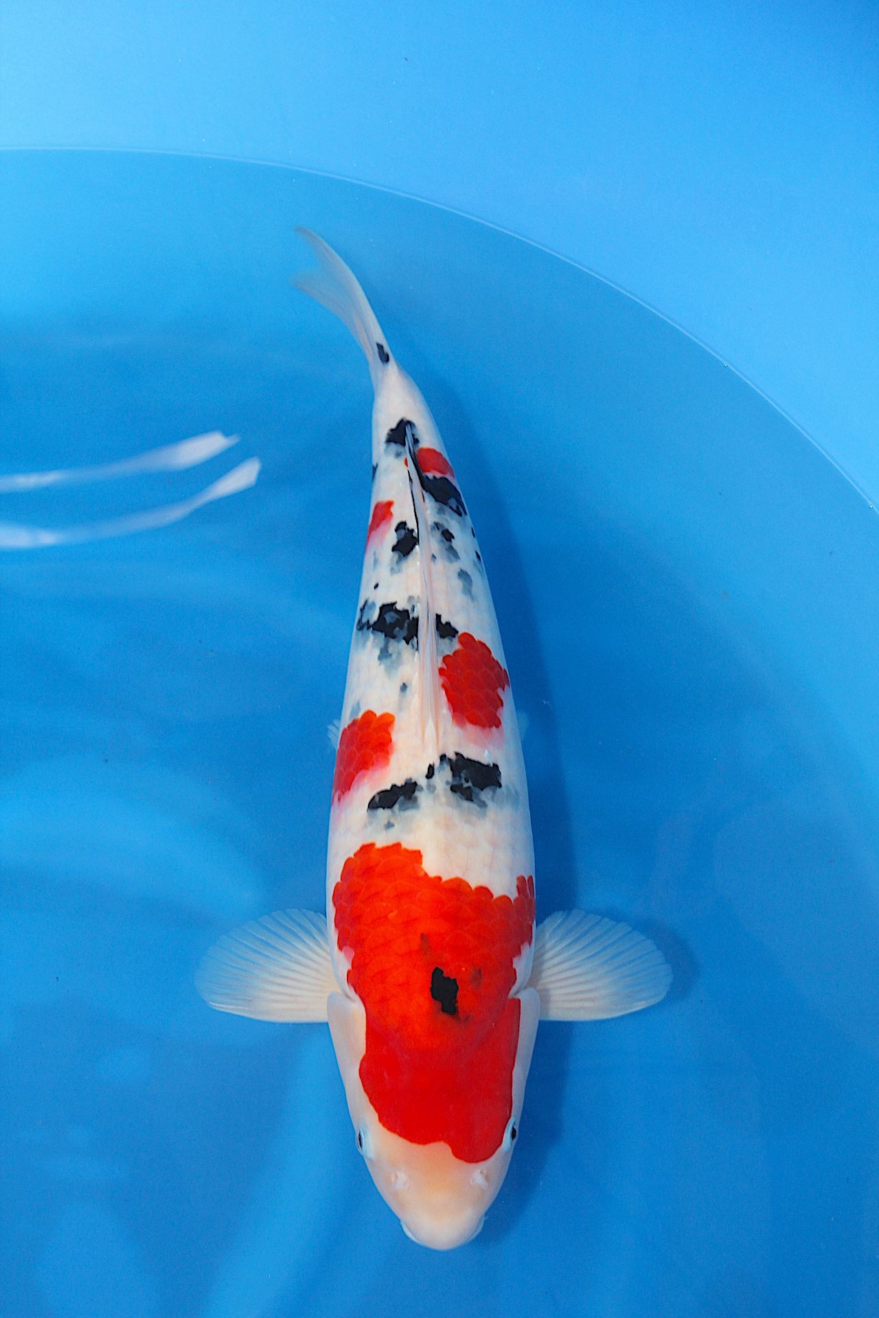 japanese koi for sale 