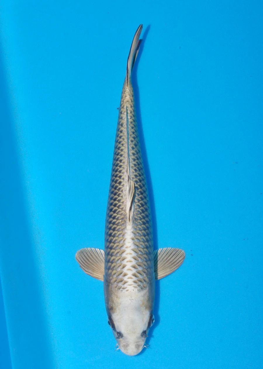 Byer Koi Farm mukashi 