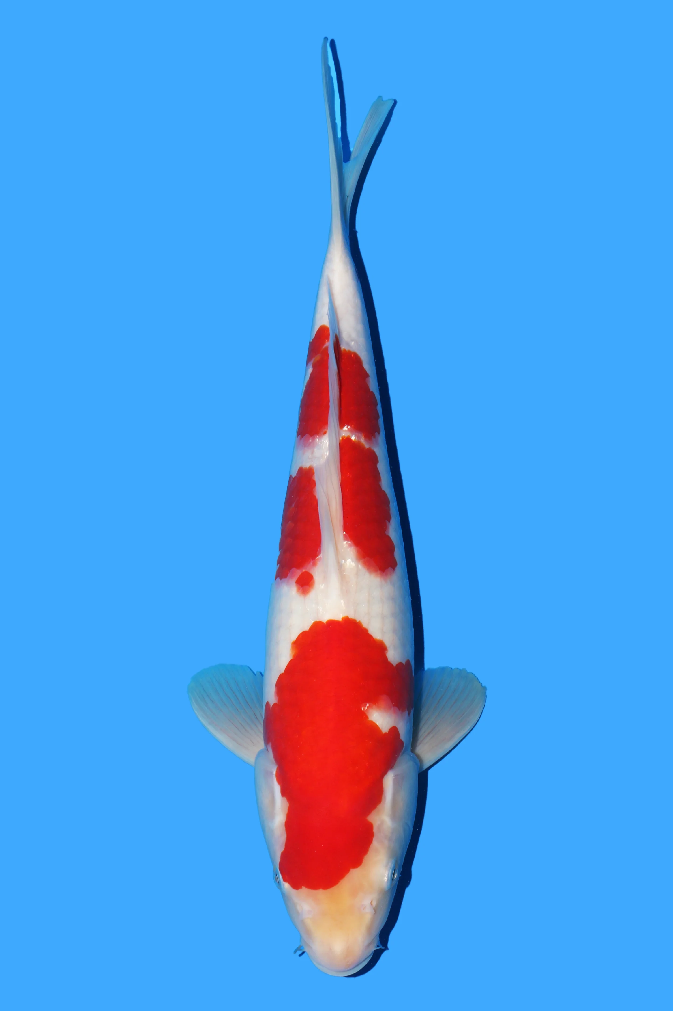 Beacon Koi - kohaku 