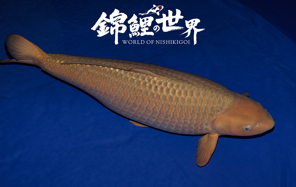 Champion Chagoi koi
