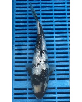 Supreme Koi 