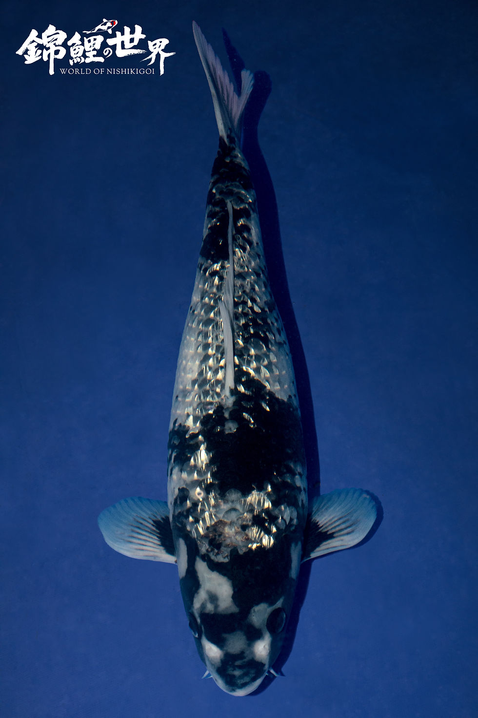 Kokomo - crouch valley koi show 2025