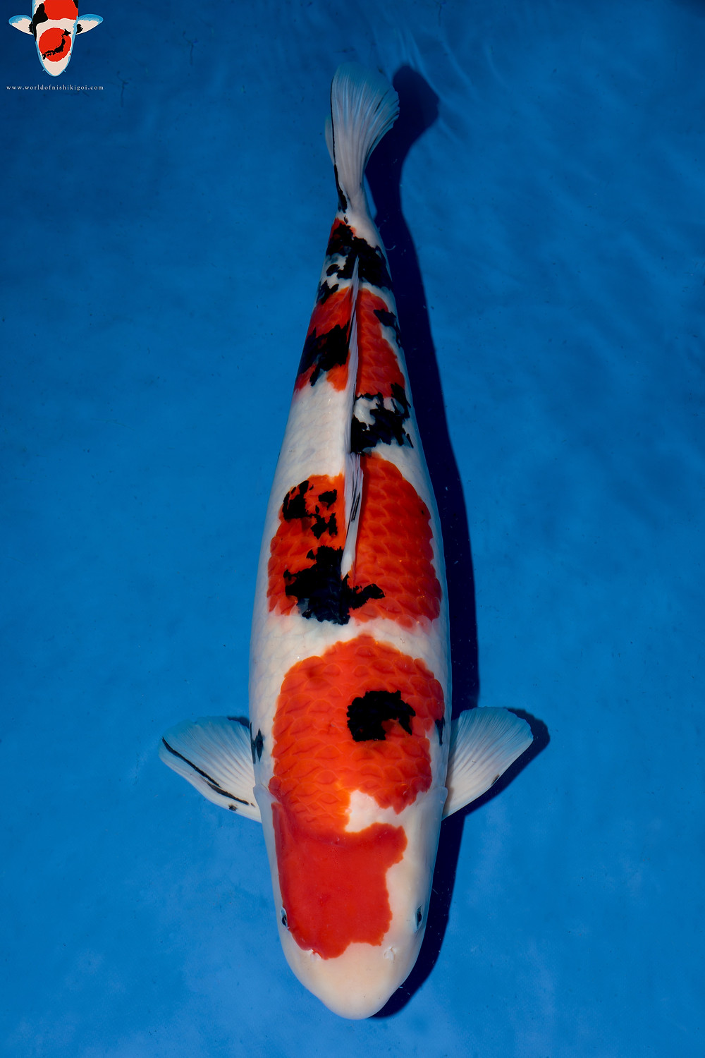 Momotaro Sanke - Koi Blog - Koi Magazine - World of Nishikigoi