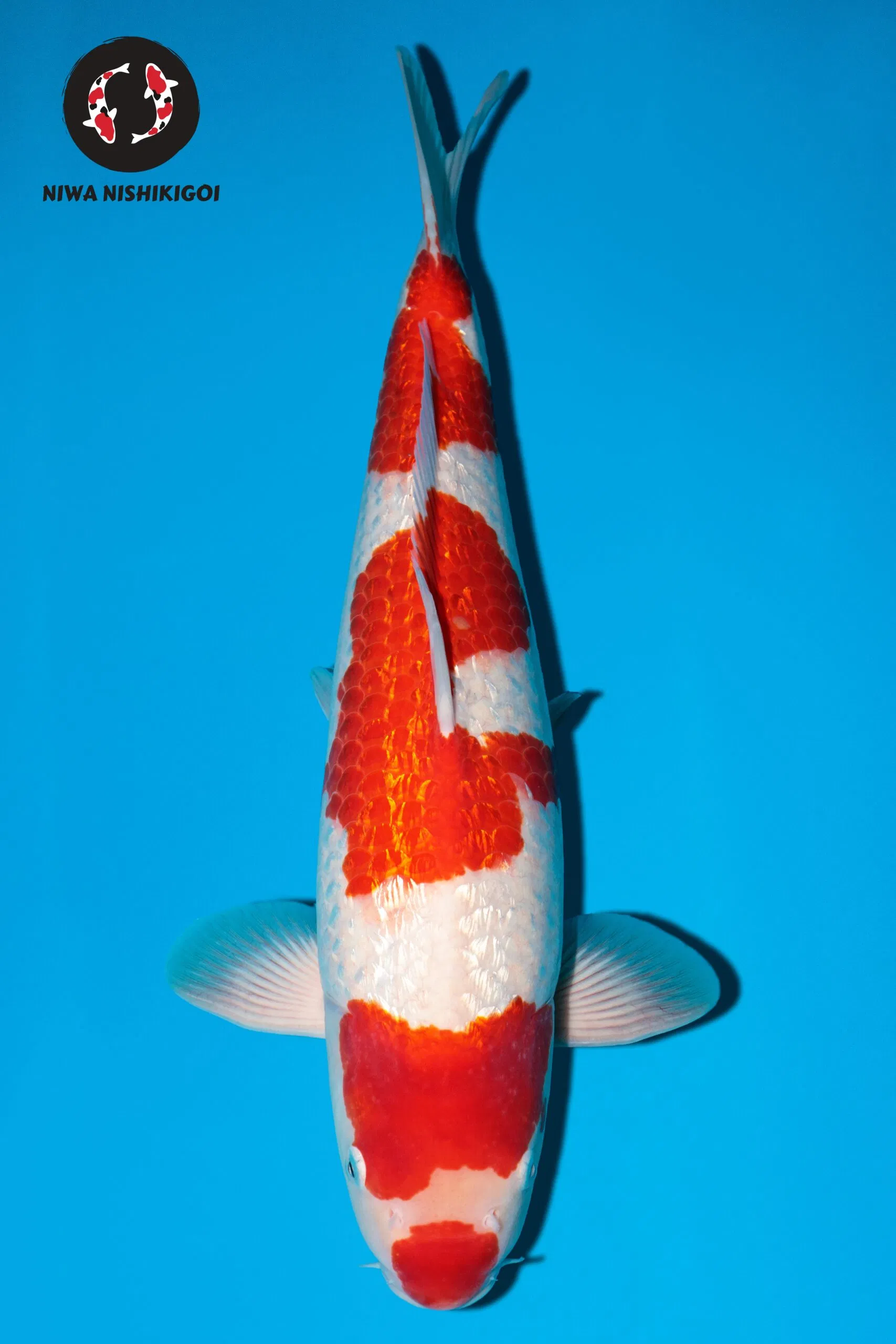 Niwa Nishikigoi - kohaku 