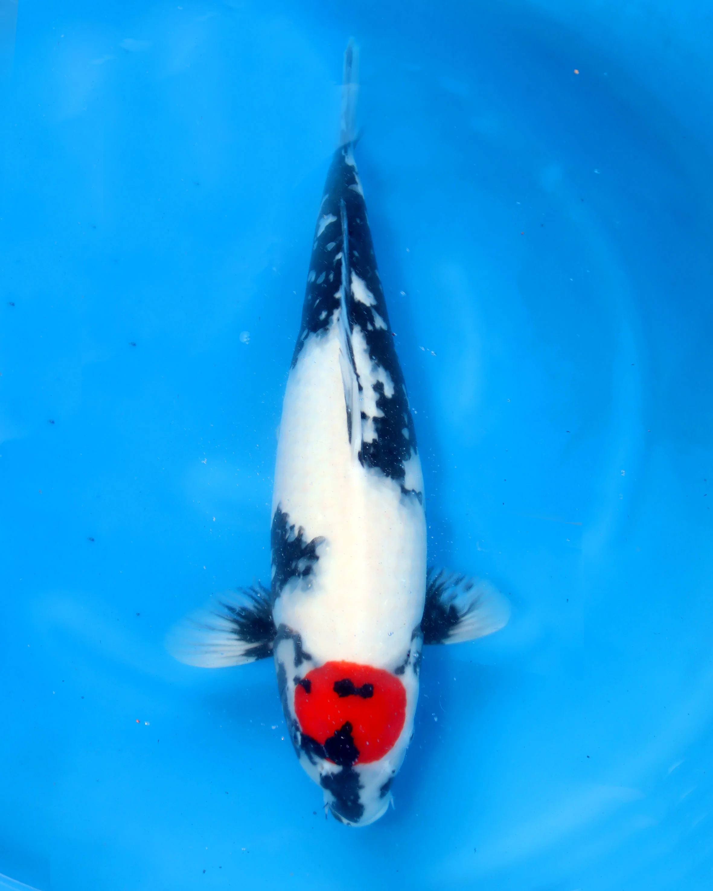 Selective Koi Sales - tancho Showa 