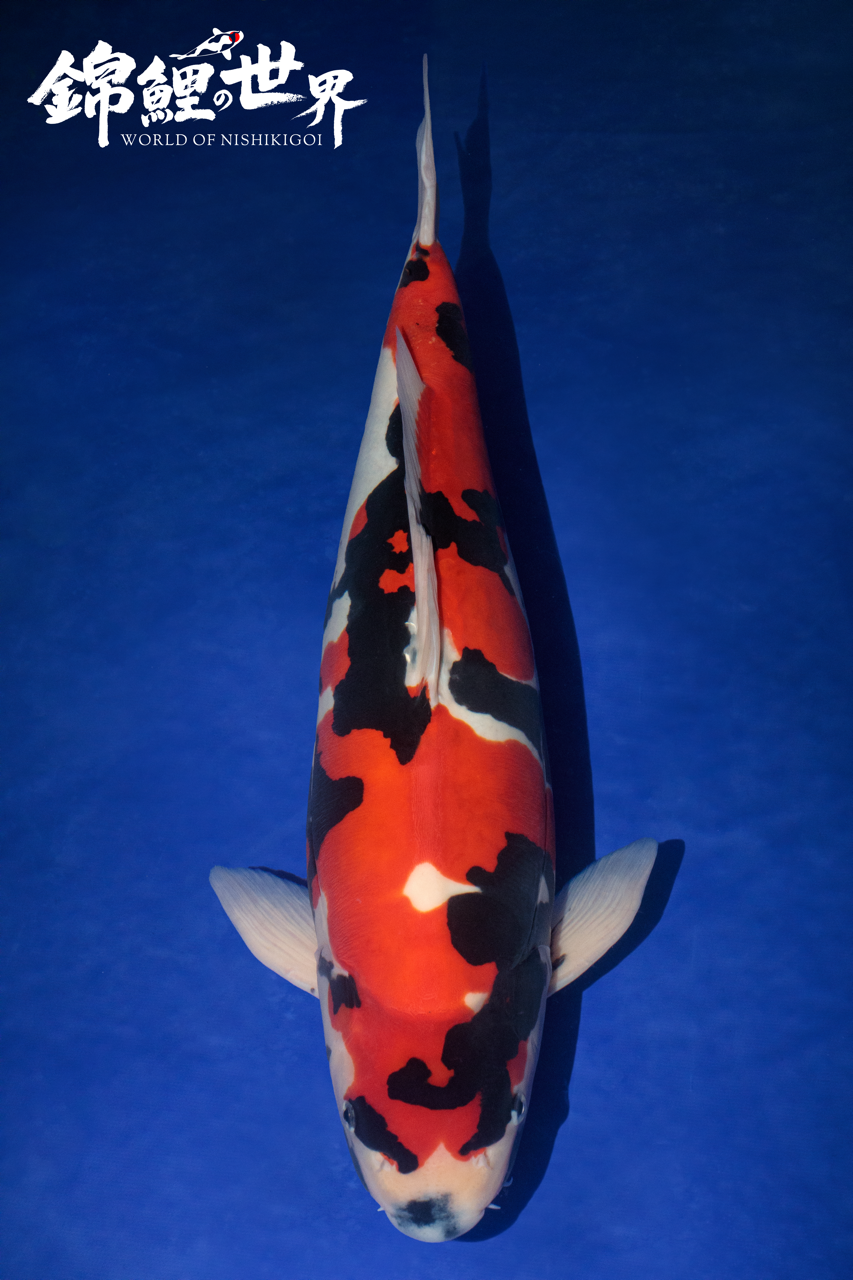 Showa - Koi Magazine - World of Nishikigoi