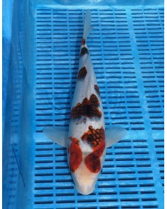 Supreme Koi