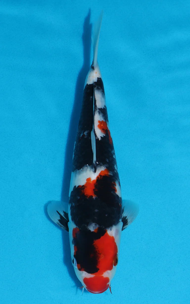 Cuttlebrook Koi Farm