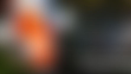 Koi swimming in a clear garden pond in early spring with flowering trees and daffodils, representing the start of the koi pond season in March.