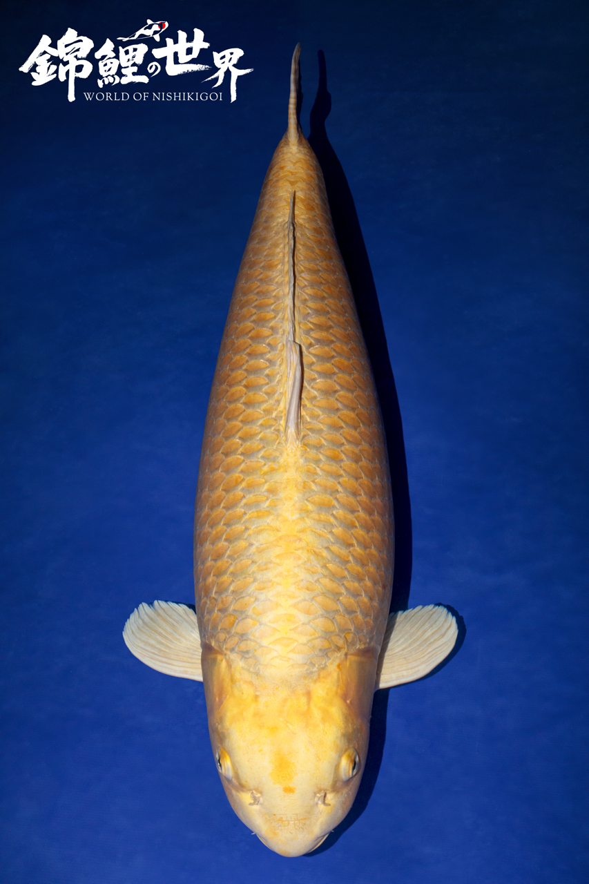 World of Nishikigoi - Koi Magazine - Jumbo Koi