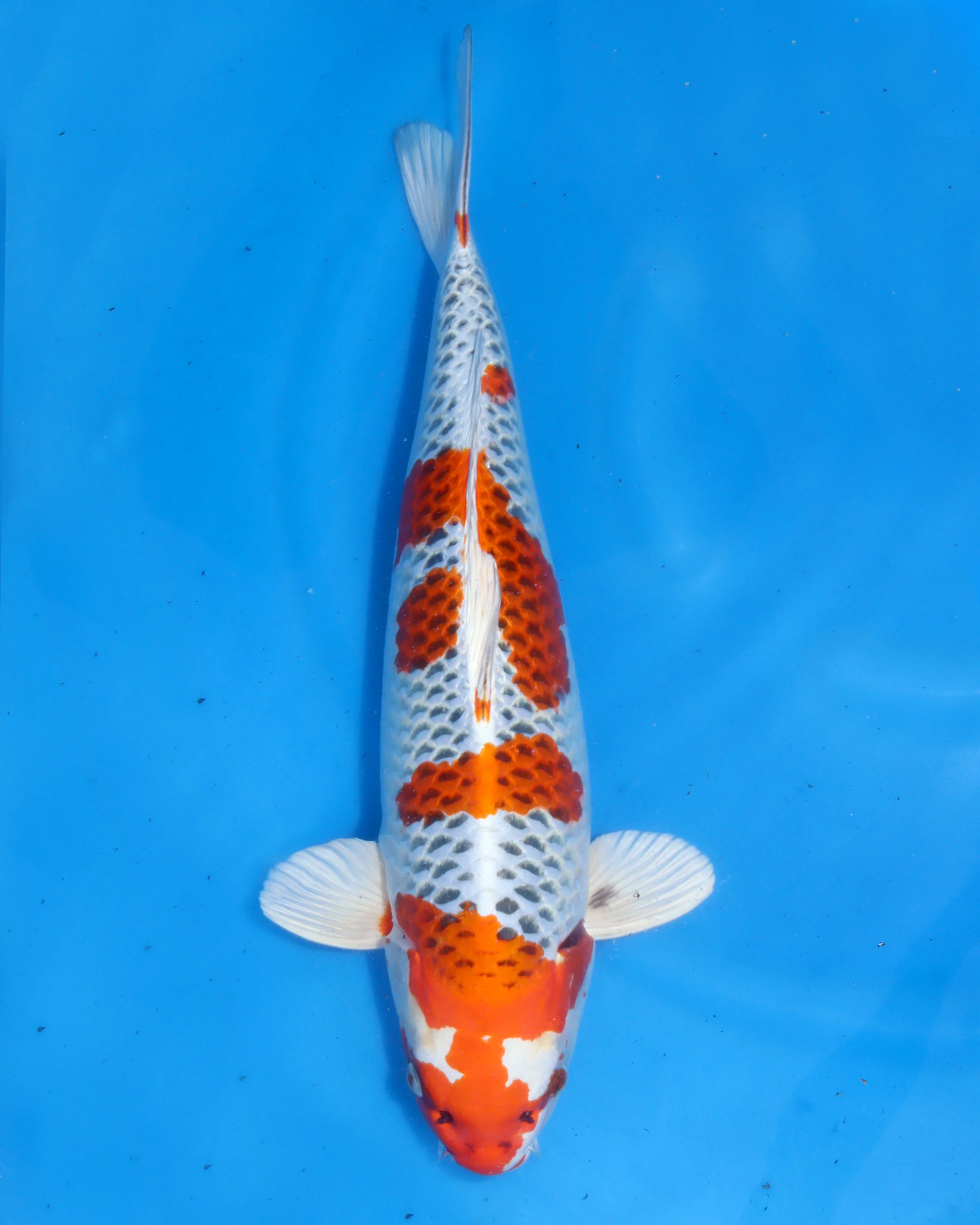 Selective Koi Sales