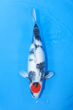 A4 Koi