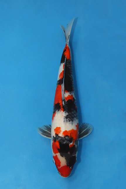 Elite Koi for sale 