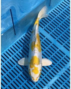 Supreme Koi