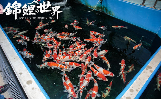 dainichi koi farm