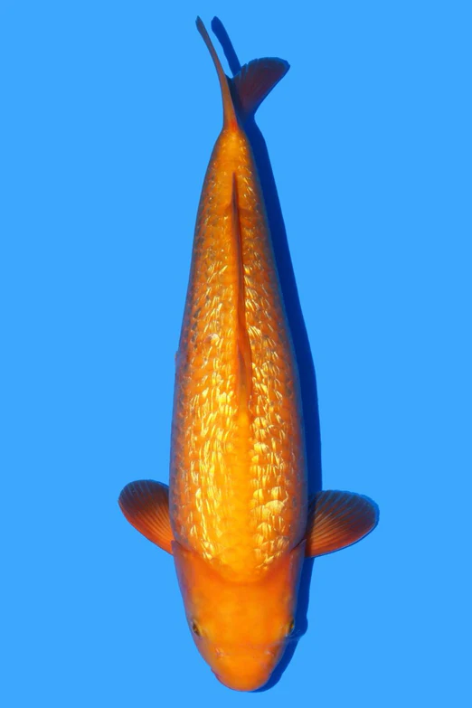 Beacon Koi