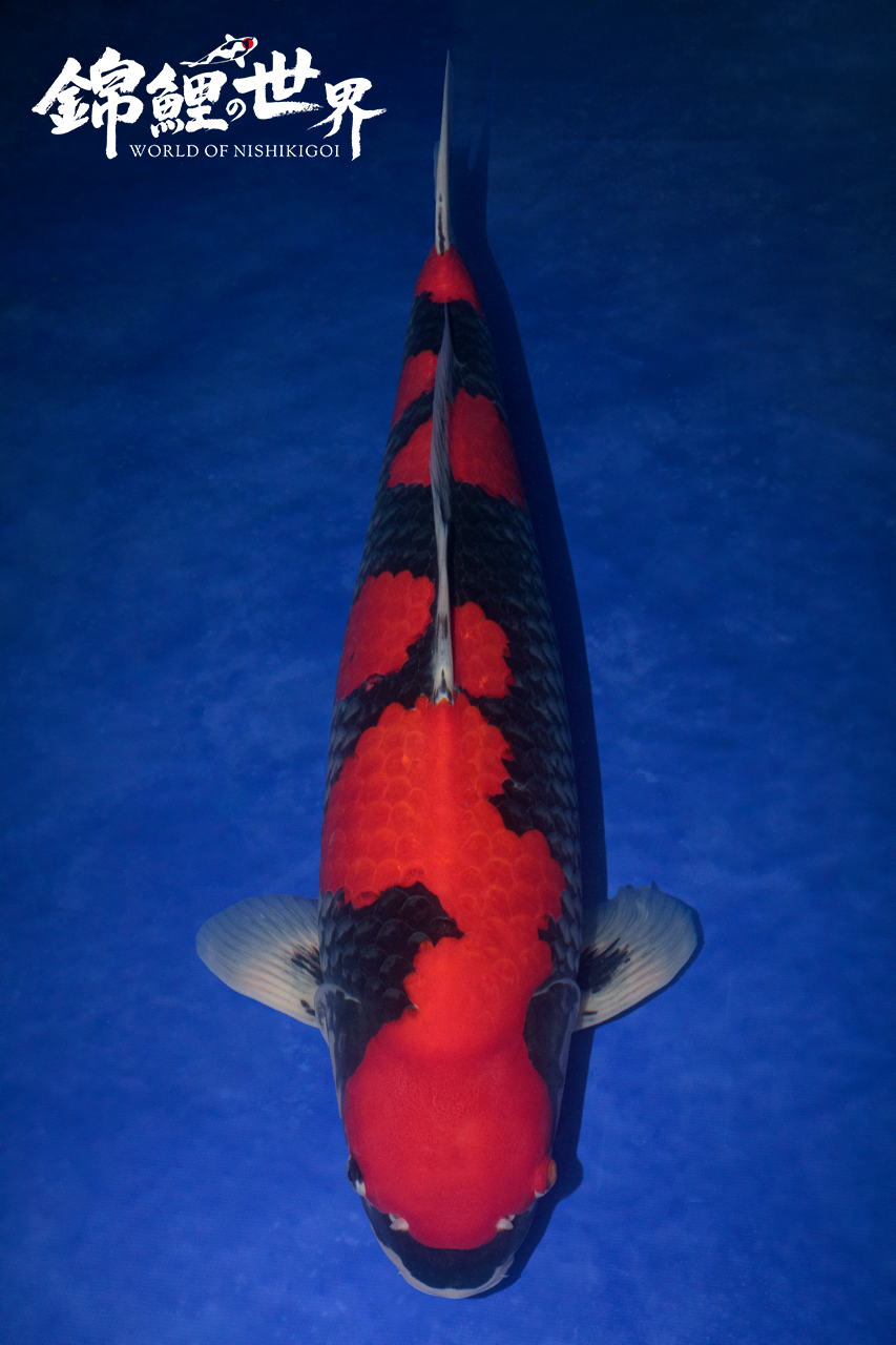 Goshiki koi carp