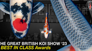 'Best in Class' Awards - The Great British Koi Show 2023