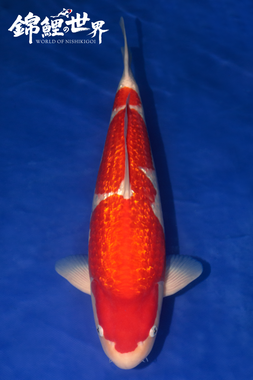 Torazo koi farm ginrin kohaku