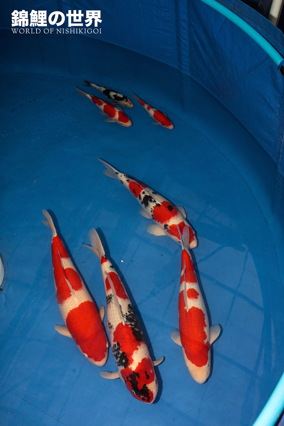 Champion Koi - Koi Show