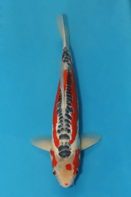 Elite Koi