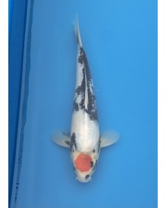 Supreme Koi