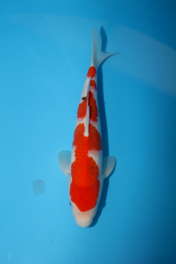 A4 Koi