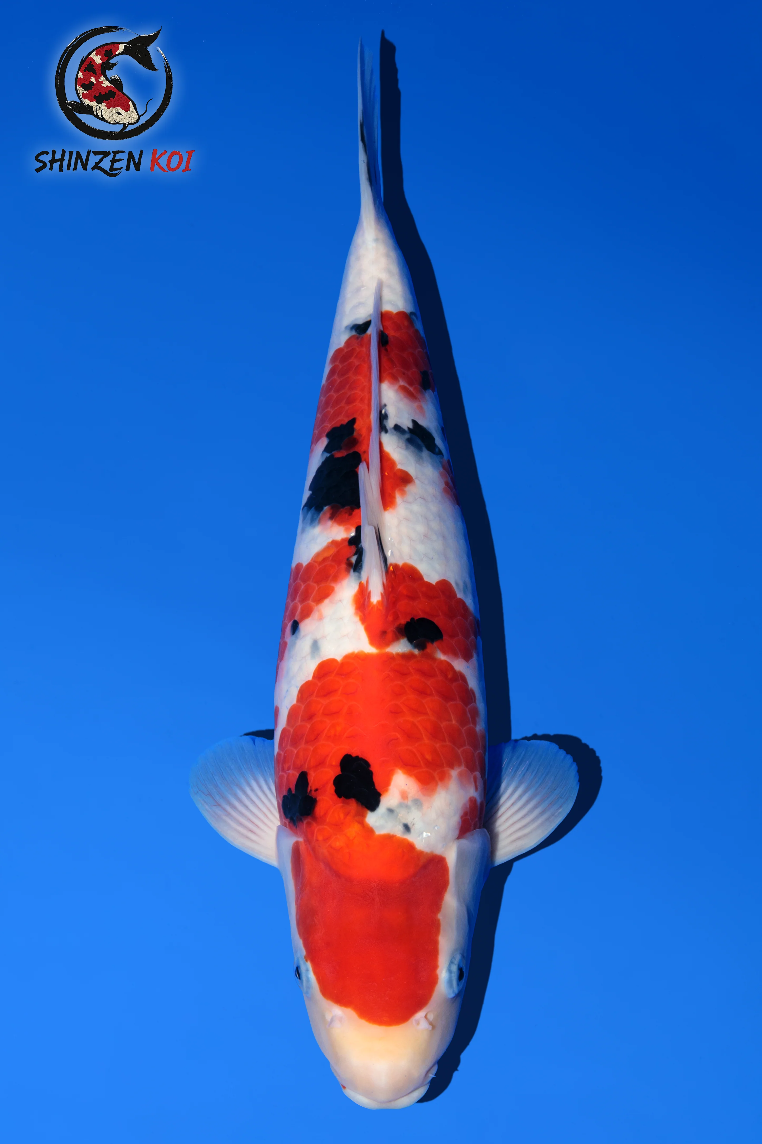 Shinzen Koi