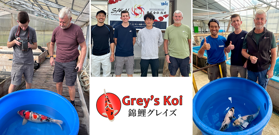 Grey's Koi - Japanese koi for sale
