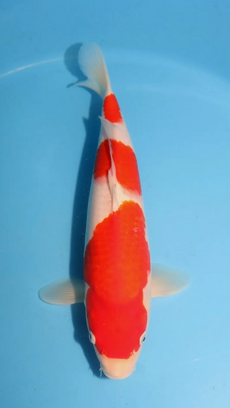 Prestige koi Kohaku 