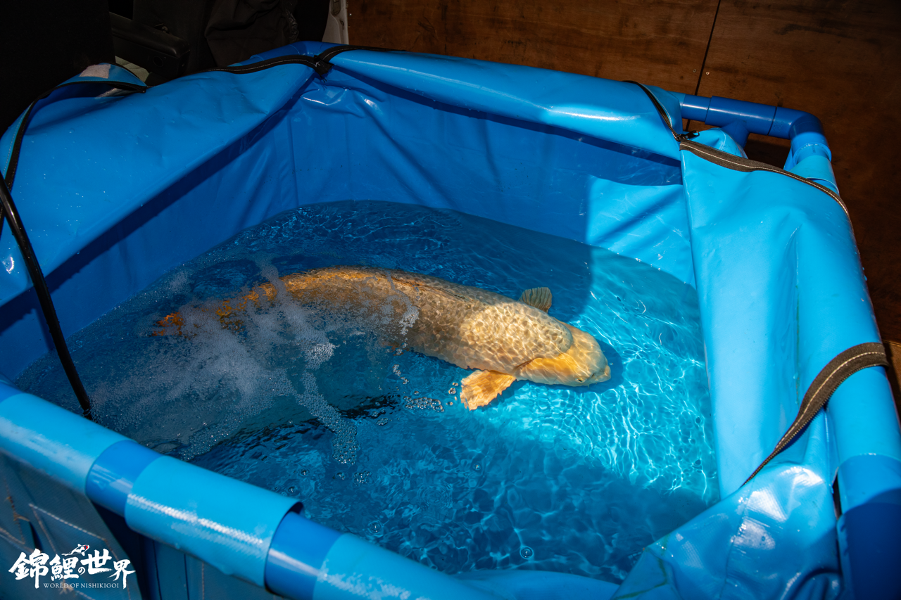 koi vat - koi being transported